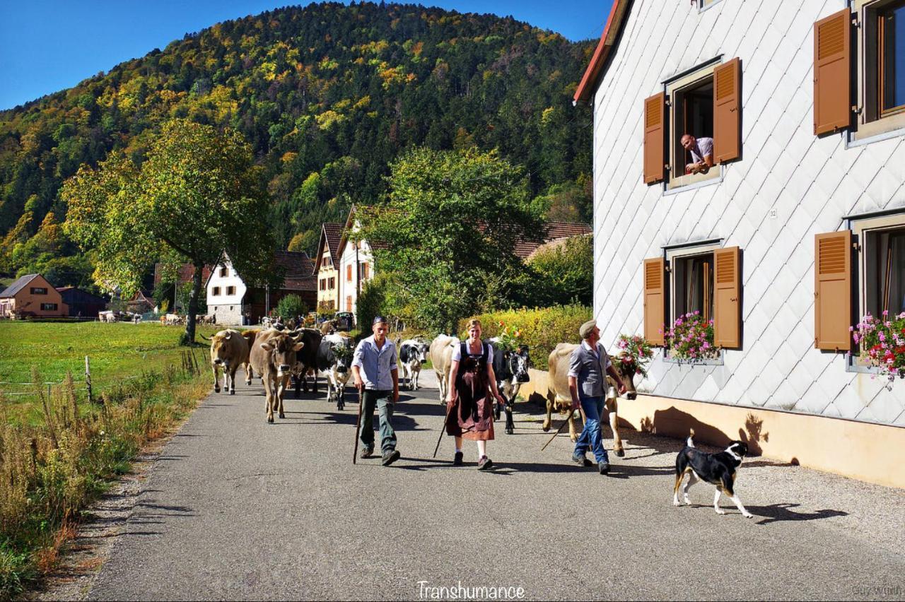 Chalet Du Silberrain Pres De Colmar - Cheminee, Sauna, Piscine Partagee Osenbach Bagian luar foto